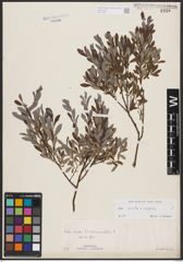 Salix aurita L. x Salix repens L.